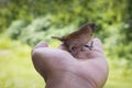 Young Bird Nestling House Sparrow Chick Royalty Free Stock Photo