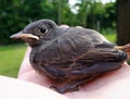 Young bird Phoenicurus ochruros in hand