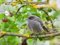 A young bird Phoenicurus ochruros sits on a branch