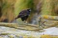 Young bird of prey Strieted caracara, Phalcoboenus australis. Caracara sitting on the yellow rock in Falkland Islands, Argentina.