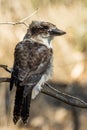 Juvenile Laughing Kookaburra in Victoria Australia Royalty Free Stock Photo