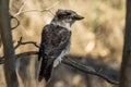 Juvenile Laughing Kookaburra in Victoria Australia Royalty Free Stock Photo