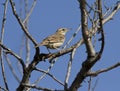 The young bird of the Tawny Pipit sitting deep in the bush.