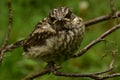 Young bird Thrush with a displeased look sits on a branch