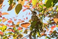 Young bird on a tree Royalty Free Stock Photo