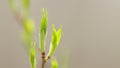 Young bird tree bud in spring. Young green leaf in the spring or in the summer. Close up. Royalty Free Stock Photo