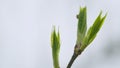 Young bird tree bud in spring. Young green leaf in the spring or in the summer. Shallow depth of field. Royalty Free Stock Photo