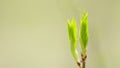 Young bird tree bud in spring. Young green leaf in the spring or in the summer. Static view. Royalty Free Stock Photo
