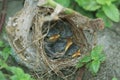 Young birds in the bird nest on a tree Royalty Free Stock Photo
