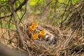 Young birds in the nest in a tree. Royalty Free Stock Photo