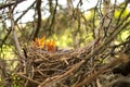 Young birds in the nest in a tree. Royalty Free Stock Photo