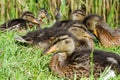 Ducks rest at the lake in the sunshine, Denmark