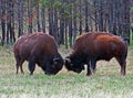 Young Bison Buffalo Bulls Sparring in Wind Cave National Park Royalty Free Stock Photo