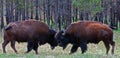 Young Bison Buffalo Bulls Sparring in Wind Cave National Park Royalty Free Stock Photo