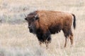 Young Bison (Buffalo) in Yellowstone Royalty Free Stock Photo