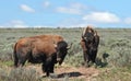 Young Bison Bulls facing off in Hayden Valley in Yellowstone National Park Royalty Free Stock Photo
