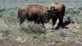Young Bison Bulls fighting in Hayden Valley in Yellowstone National Park USA Royalty Free Stock Photo