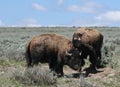 Young Bison Bulls fighting in Yellowstone National Park Royalty Free Stock Photo
