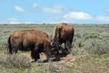 Young Bison Bulls horning each other in Hayden Valley in Yellowstone National Park Royalty Free Stock Photo