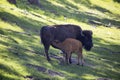 A young bison calf drinking milk from mother in Custer State Park, South Dakota Royalty Free Stock Photo