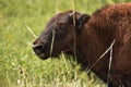 Young Bison Calf Licking His Nose in Tall Grass Royalty Free Stock Photo