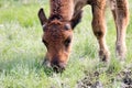 Young Bison Calf