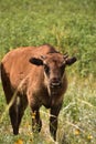 Young Bison Calf on a Warm Sunny Day Royalty Free Stock Photo
