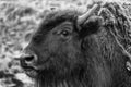 Young bison closeup in Yellowstone National Park, black and white