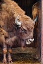 young bison comes out of the barn Royalty Free Stock Photo