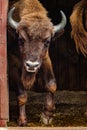 Young bison comes out of the barn Royalty Free Stock Photo