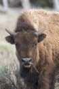 Young bison eating grass , portrait Royalty Free Stock Photo