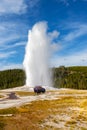 Young Bison Grazes as Old Faithful Geyser Erupts at Yellowstone National Park