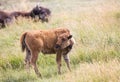 Young Bison in Lamar Valley Royalty Free Stock Photo