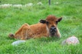 Young Bison Royalty Free Stock Photo
