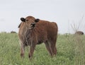 Young Bison on a prairie Royalty Free Stock Photo
