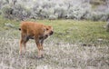 Young bison red dog calf with nose up Royalty Free Stock Photo