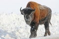 Young bison on the road