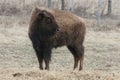 Young bison Royalty Free Stock Photo