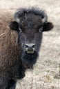 Young bison Royalty Free Stock Photo