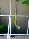 Young bitter melon fruit that still has flower petals and an iron fence as a foothold to hold the tree. Royalty Free Stock Photo