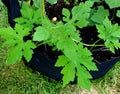 Young bitter gourd plant in grow bag