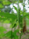 Young bitter melon on the tree