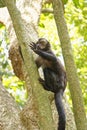 Young blach capouchin monkey Royalty Free Stock Photo