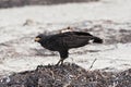 Young black accipitriformes on the beach of Yucatan, Mexico Royalty Free Stock Photo