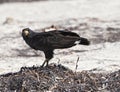 Young black accipitriformes on the beach of Yucatan, Mexico Royalty Free Stock Photo