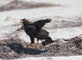 Young black accipitriformes on the beach of Yucatan, Mexico Royalty Free Stock Photo