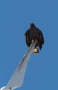 young black accipitriformes sits on a rotor blade of a windmill, yucatan, mexico Royalty Free Stock Photo