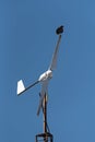 young black accipitriformes sits on a rotor blade of a windmill, yucatan, mexico Royalty Free Stock Photo