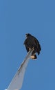 young black accipitriformes sits on a rotor blade of a windmill, yucatan, mexico Royalty Free Stock Photo