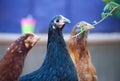 Young Black Australorp Royalty Free Stock Photo